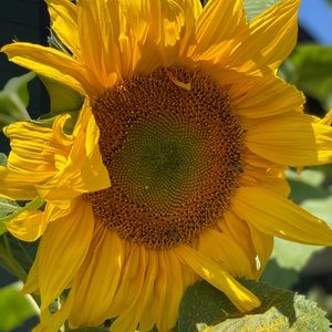 Meet your Posher, Ashanti